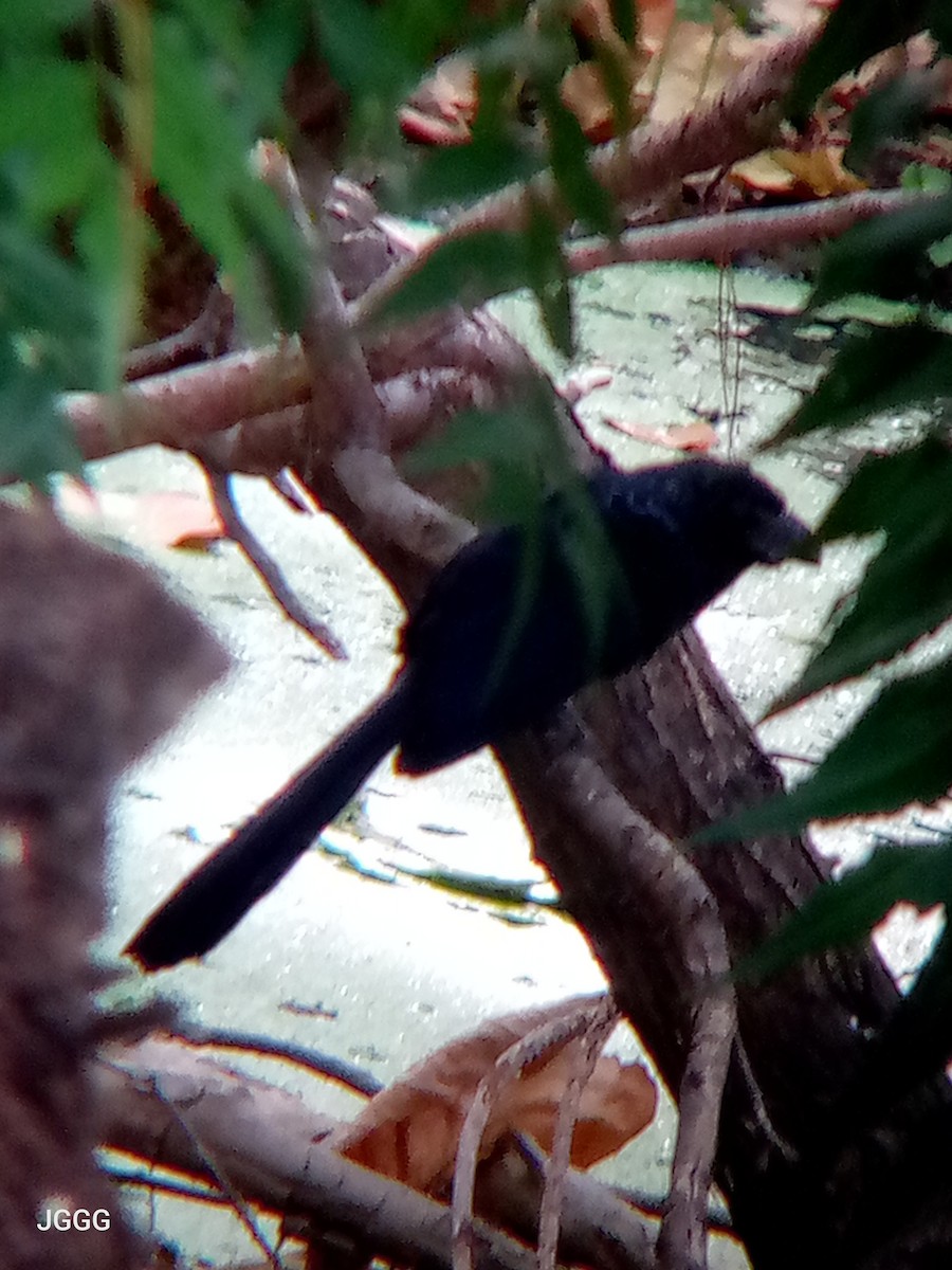 Groove-billed Ani - ML646210532