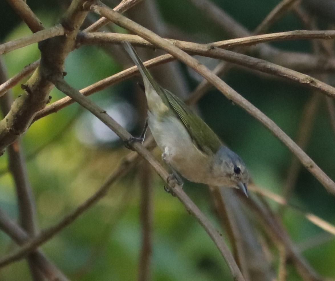 Chestnut-vented Conebill - ML646210536
