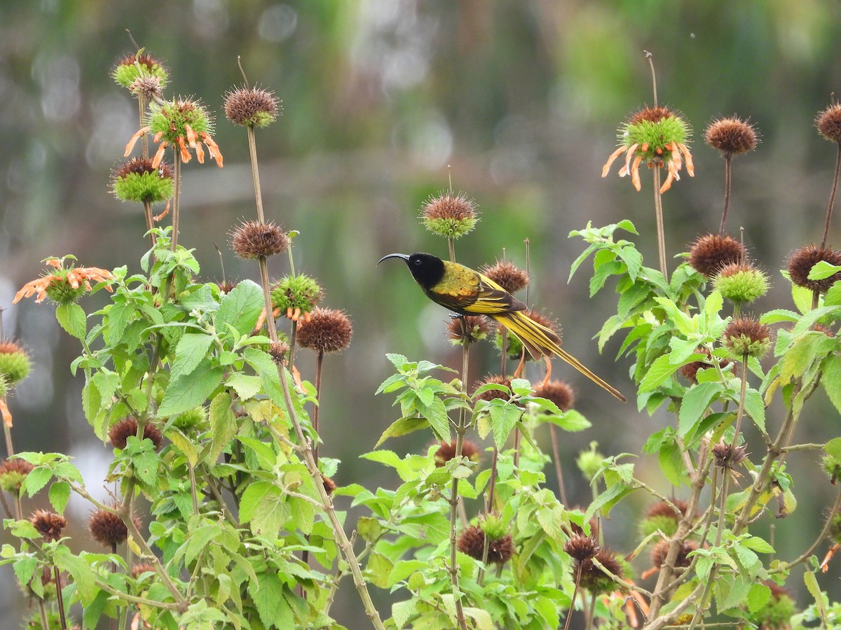 strdimil zlatokřídlý - ML646210539