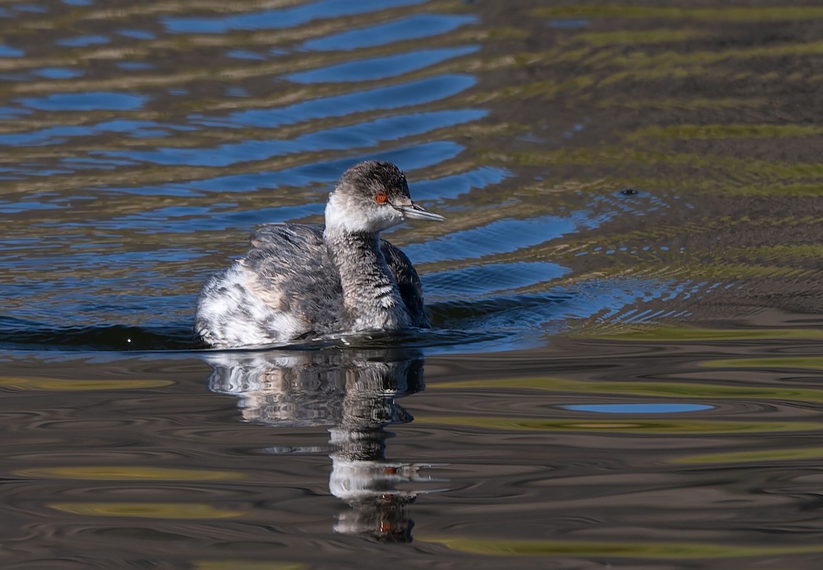 potápka černokrká - ML646210544