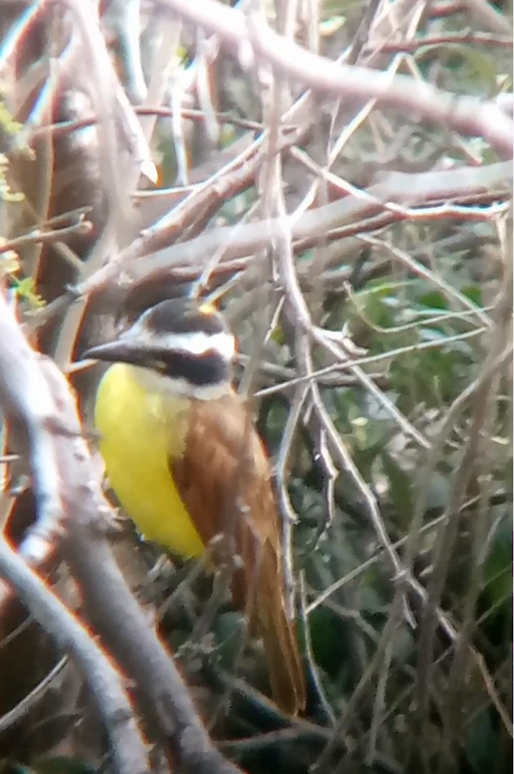 Great Kiskadee - ML646210549