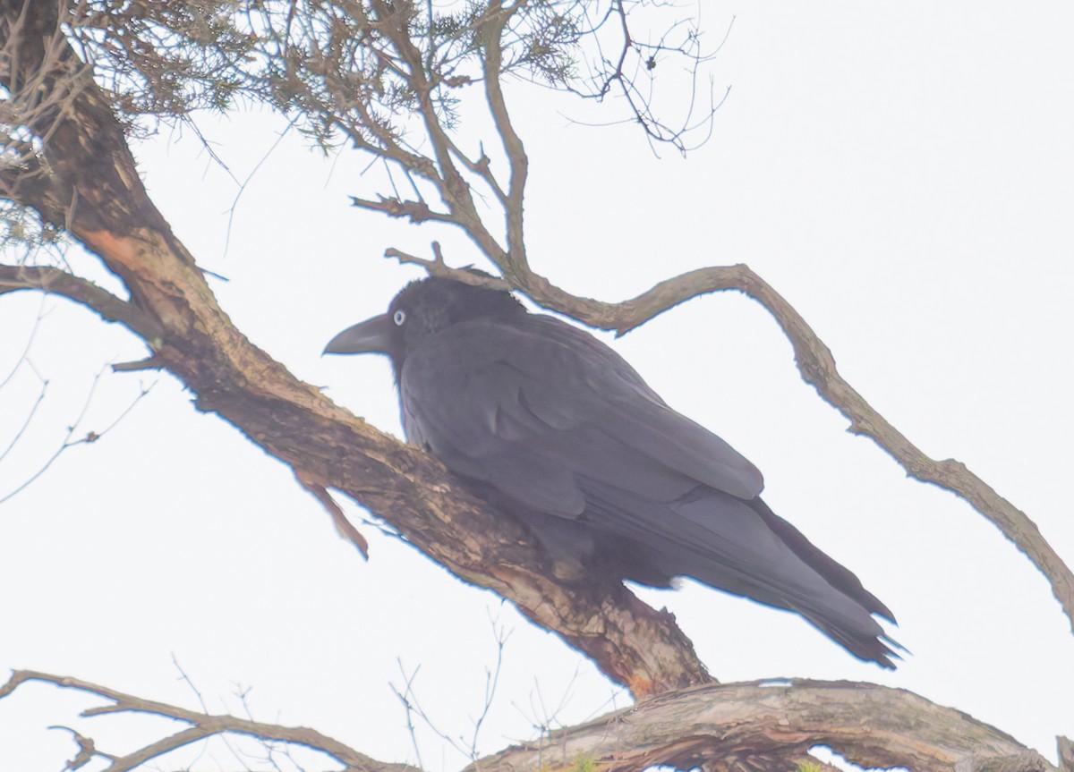 Australian Raven - ML646210551