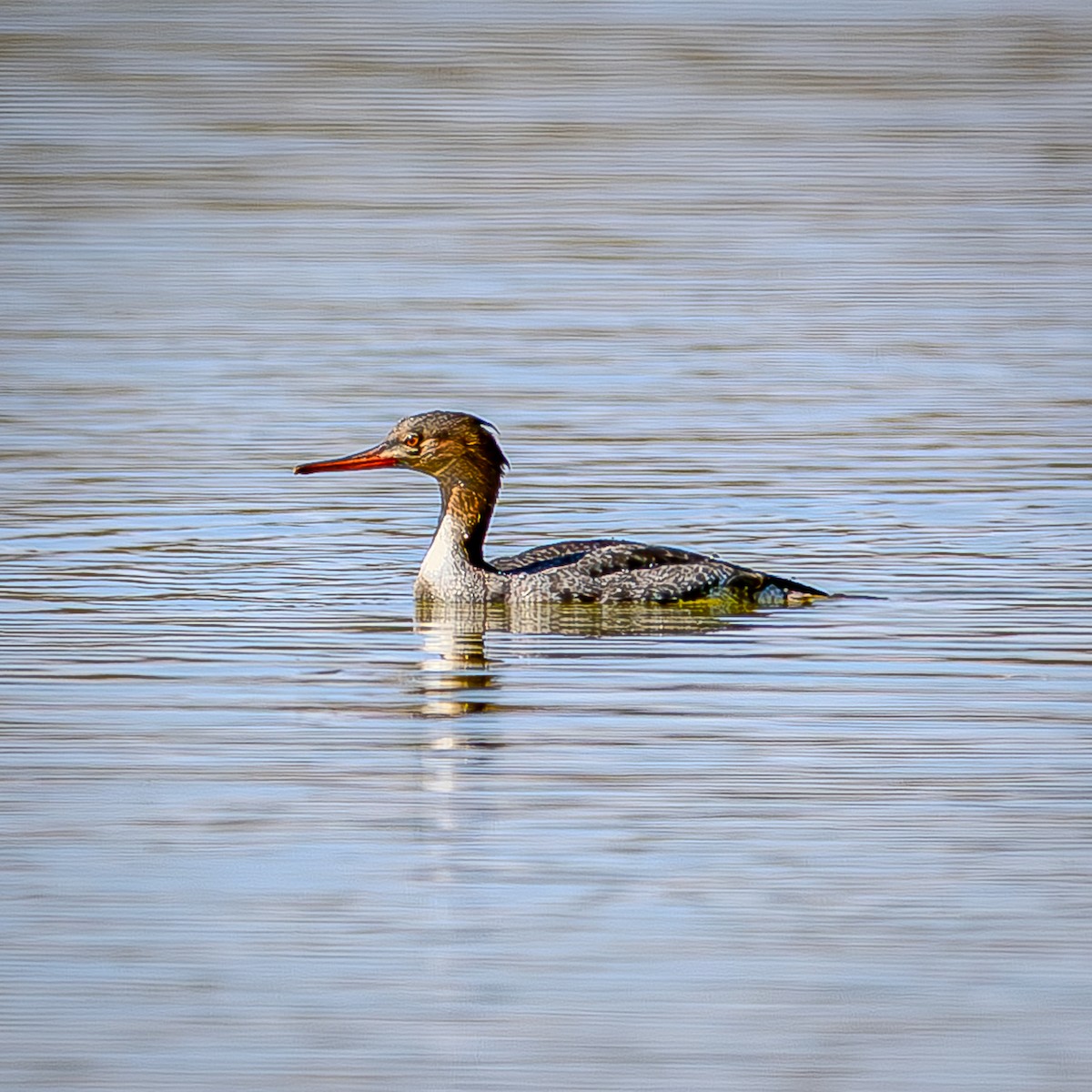 Smergo minore - ML646210562