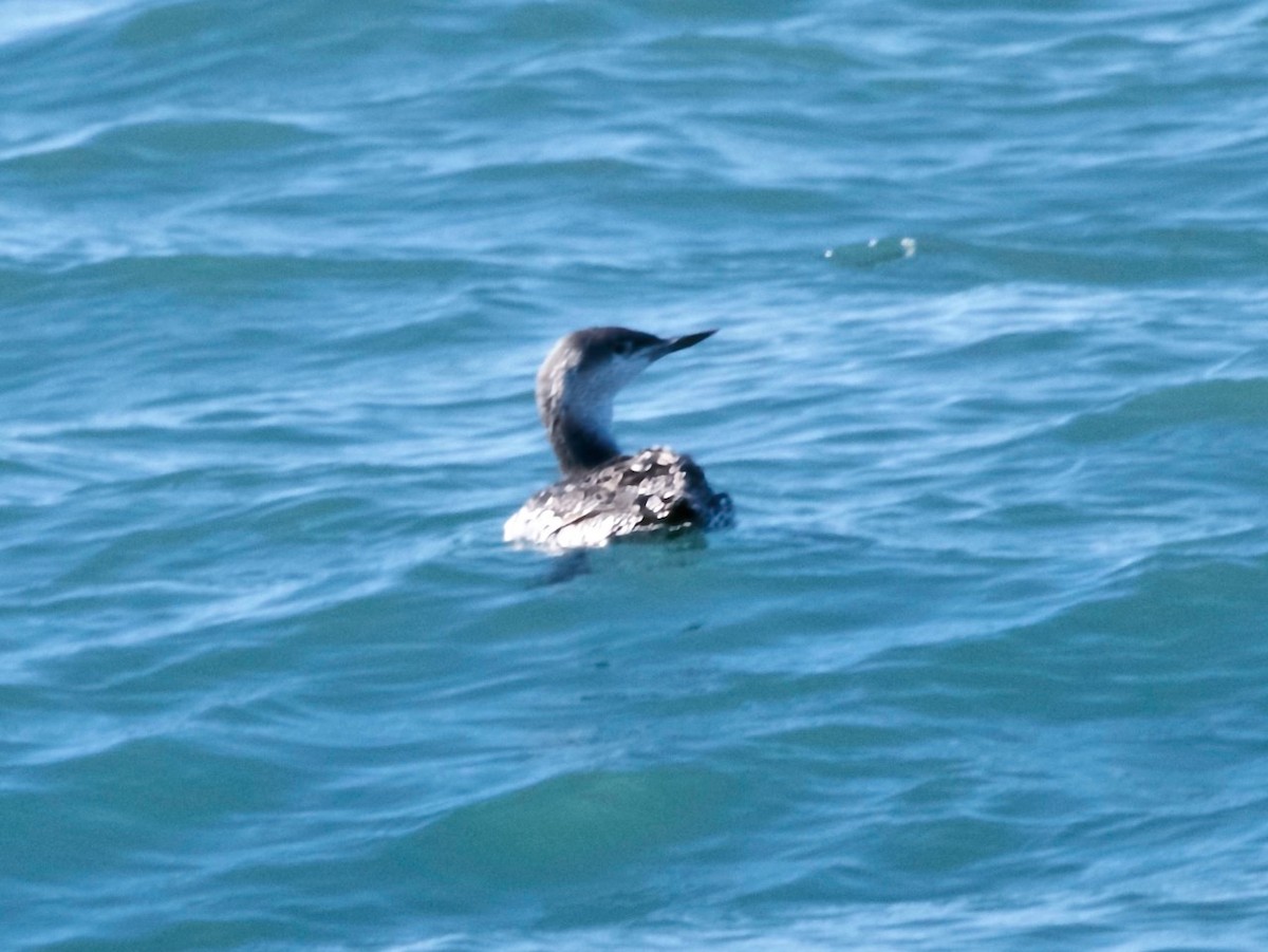 Plongeon catmarin - ML646210566