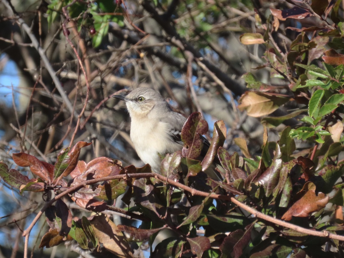 Northern Mockingbird - ML646210567