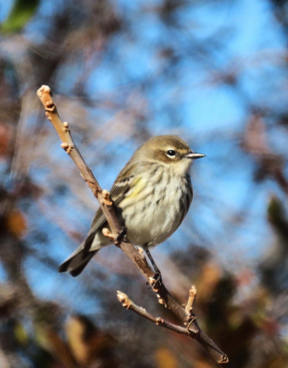 Yellow-rumped Warbler - ML646210576