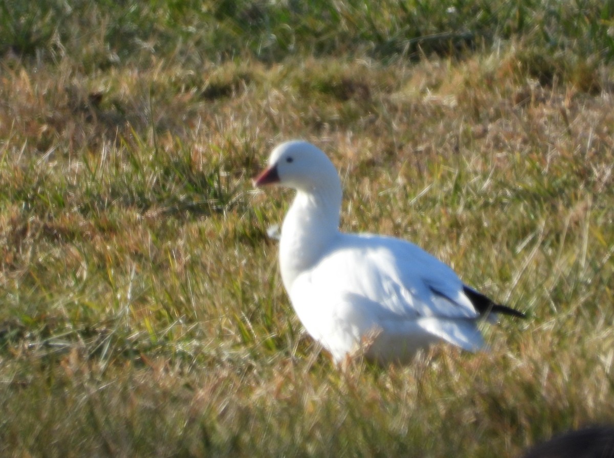 Ross's Goose - ML646210577