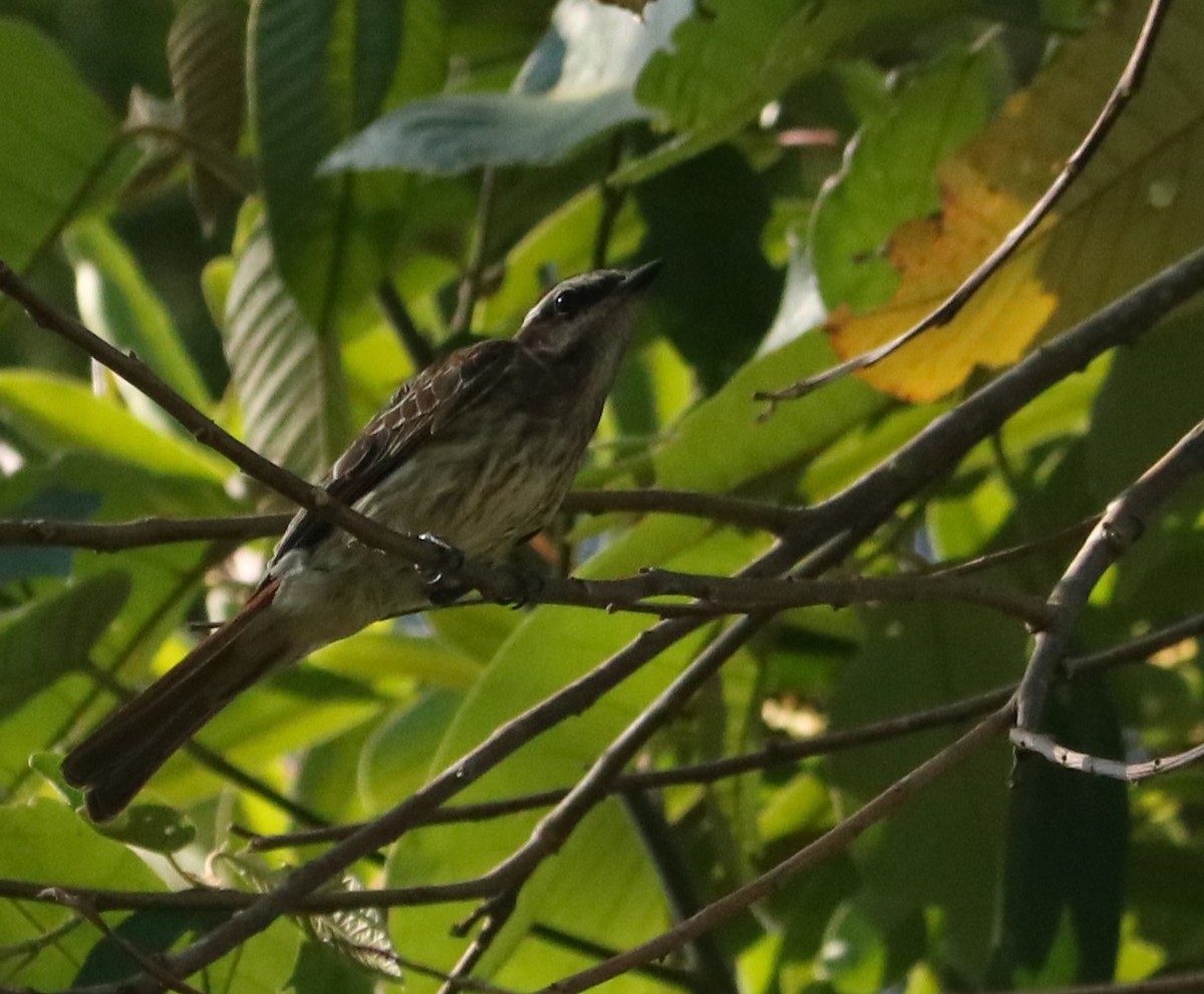 Variegated Flycatcher - ML646210579