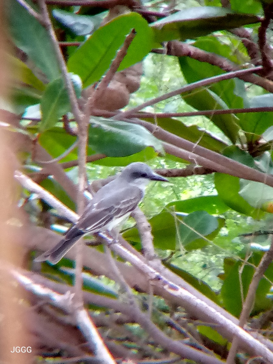Gray Kingbird - ML646210581