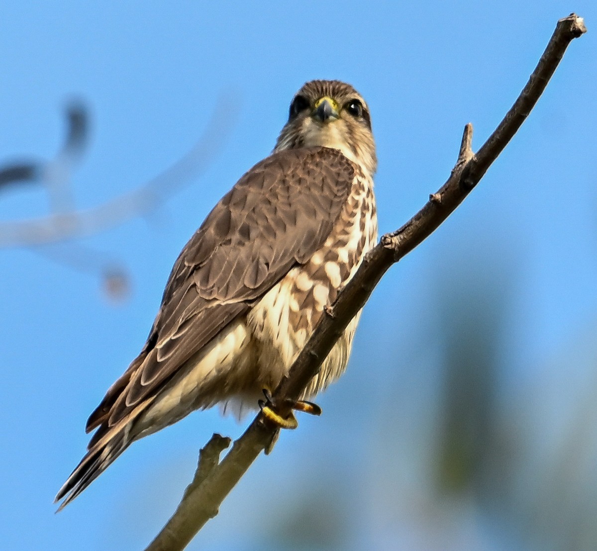 Merlin - ML646210594