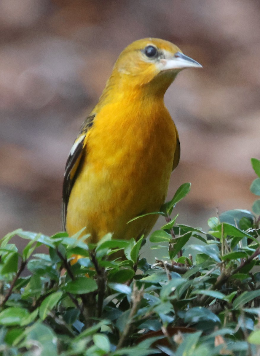 Балтиморский трупиал - ML646210596