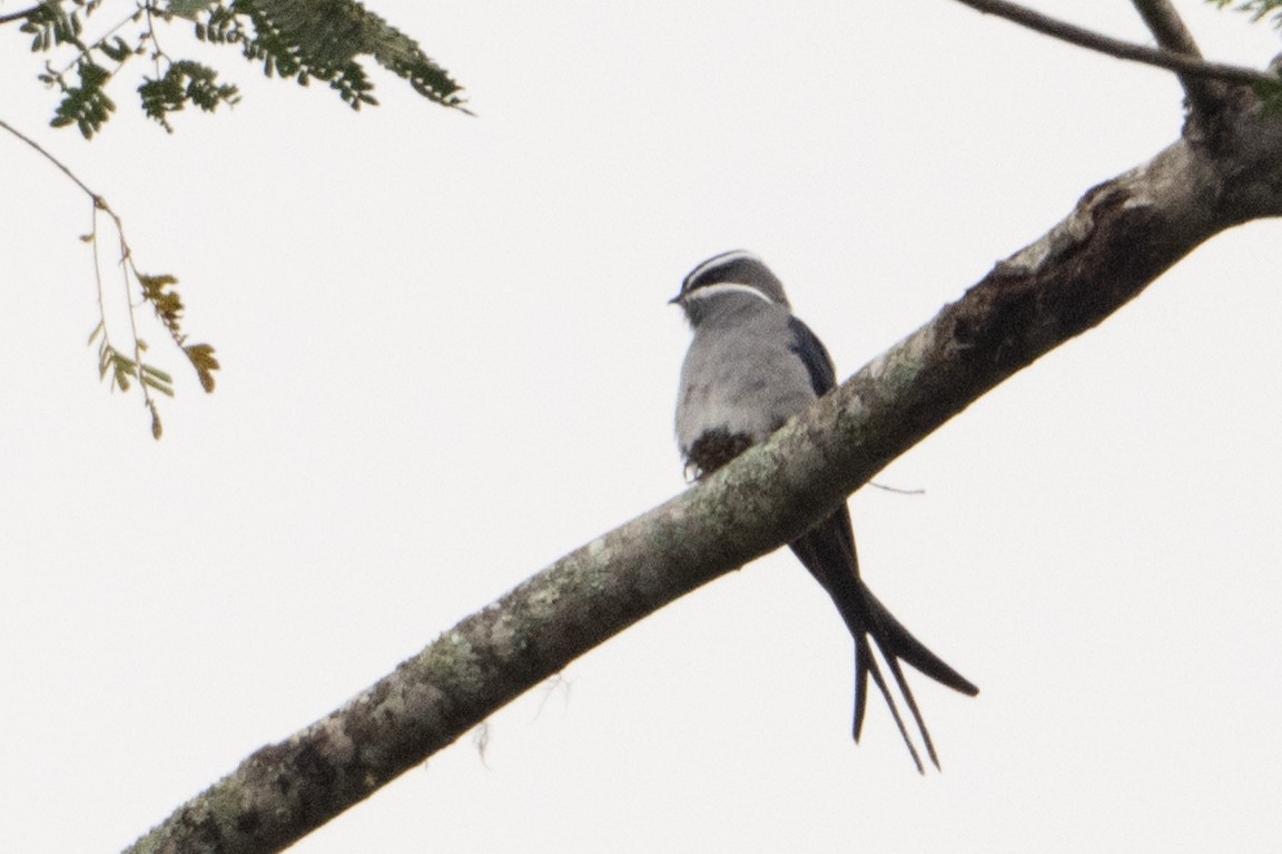 シラヒゲカンムリアマツバメ - ML646210597