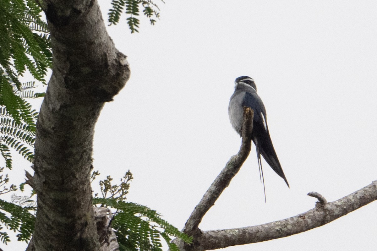 シラヒゲカンムリアマツバメ - ML646210598