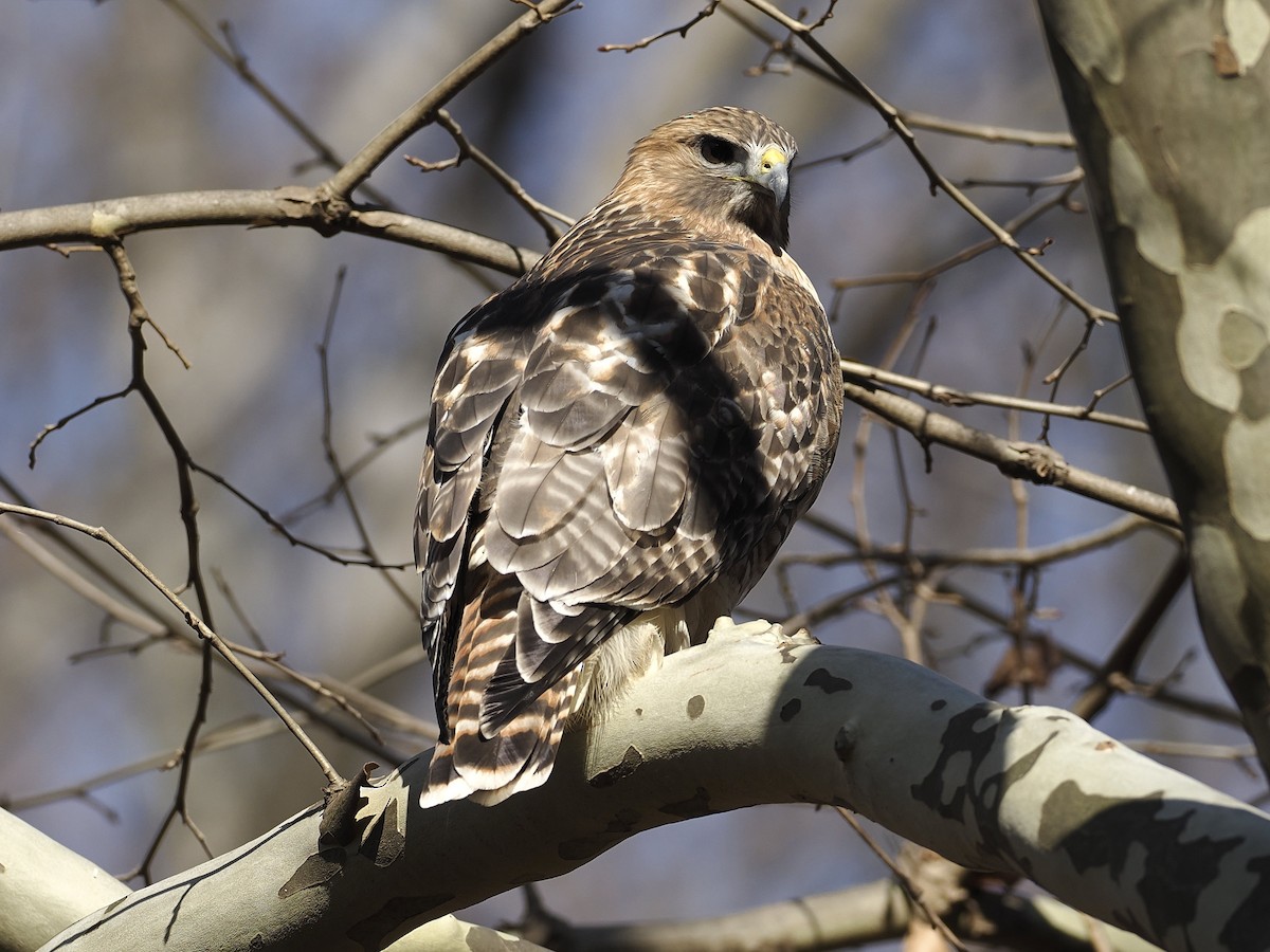 Red-tailed Hawk - ML646210599