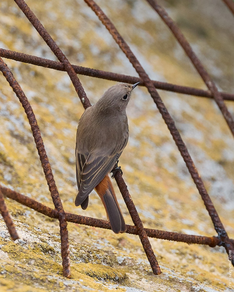 Common Redstart - ML646210600