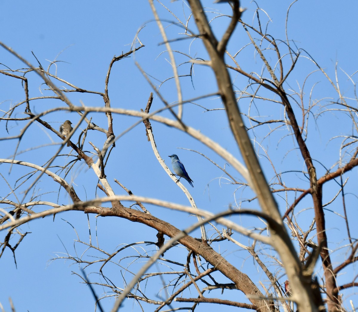 Mountain Bluebird - ML646210605