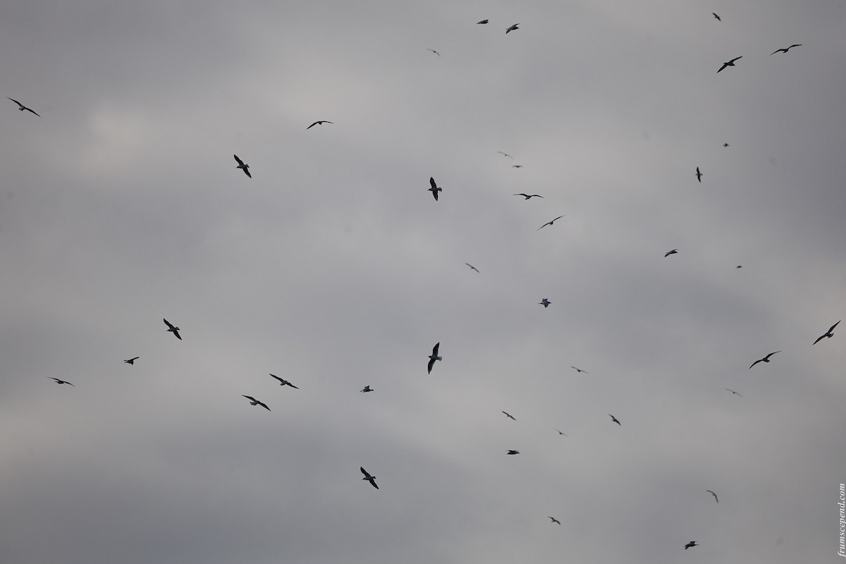 Black-headed Gull - ML646210607