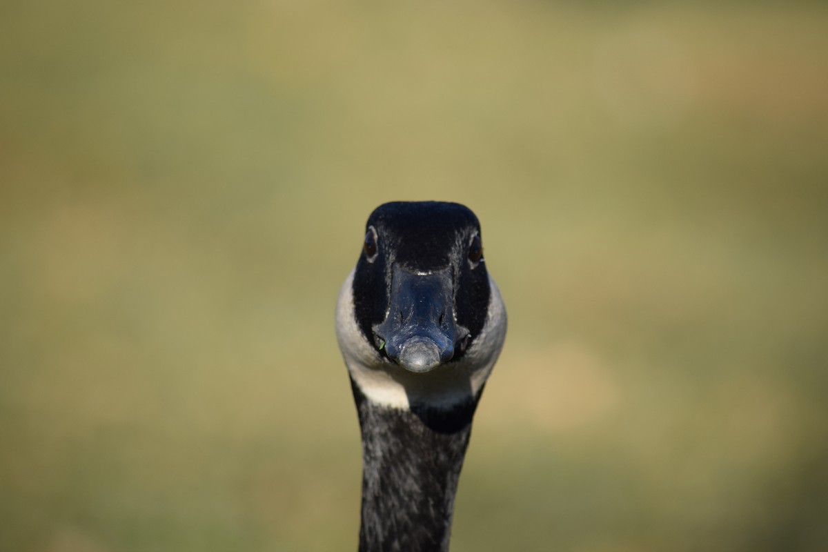 Canada Goose - ML646210608