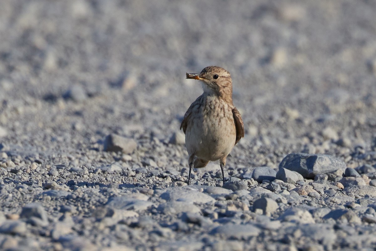 Common Miner (Patagonian) - ML646210609