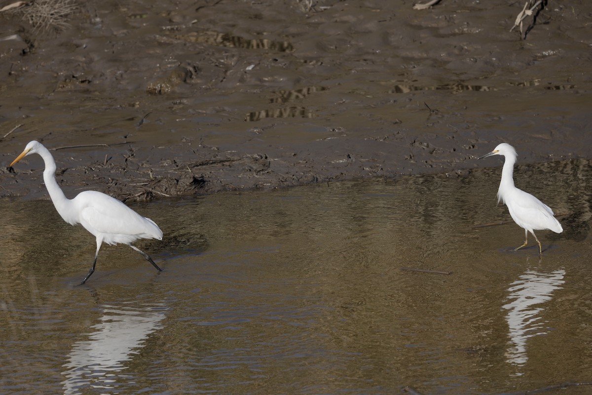 Great Egret - ML646210610