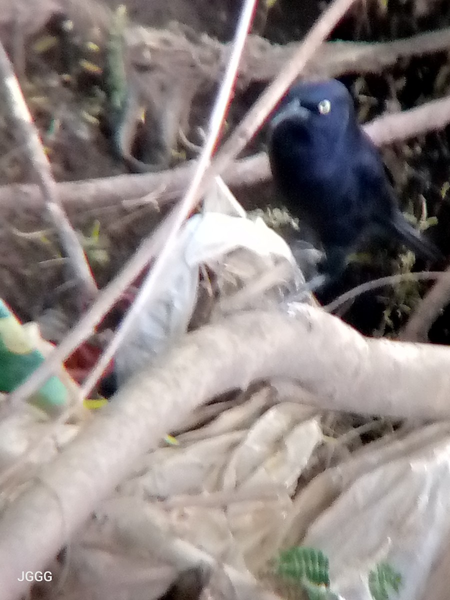 Carib Grackle - ML646210612