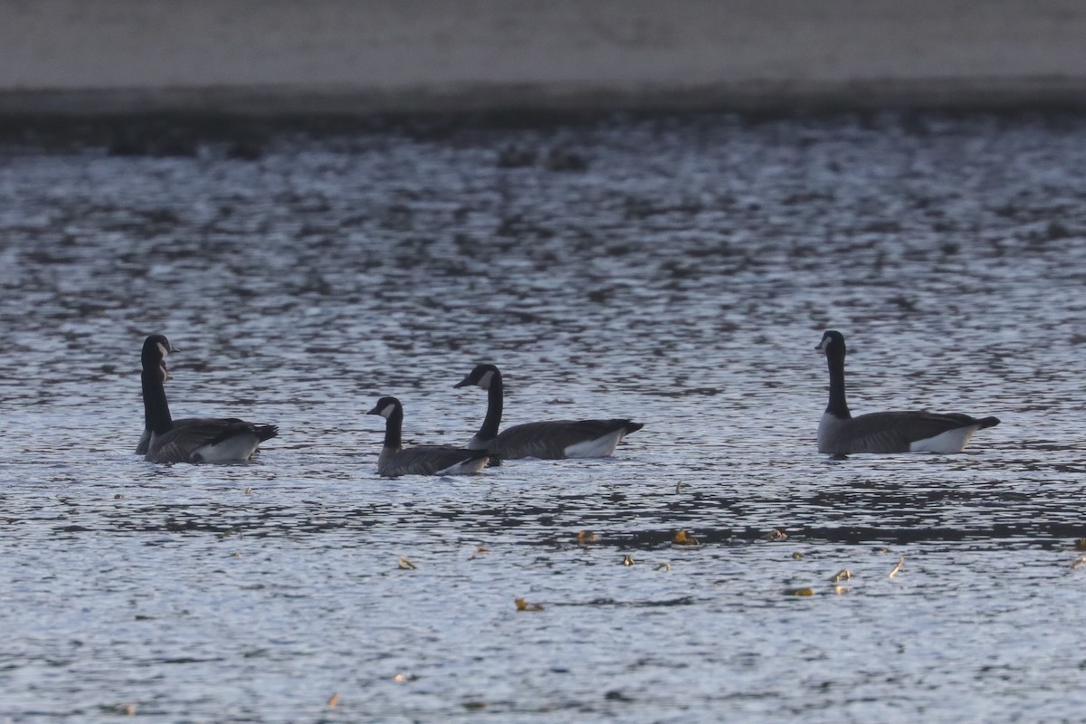 Cackling Goose (Richardson's) - ML646210613