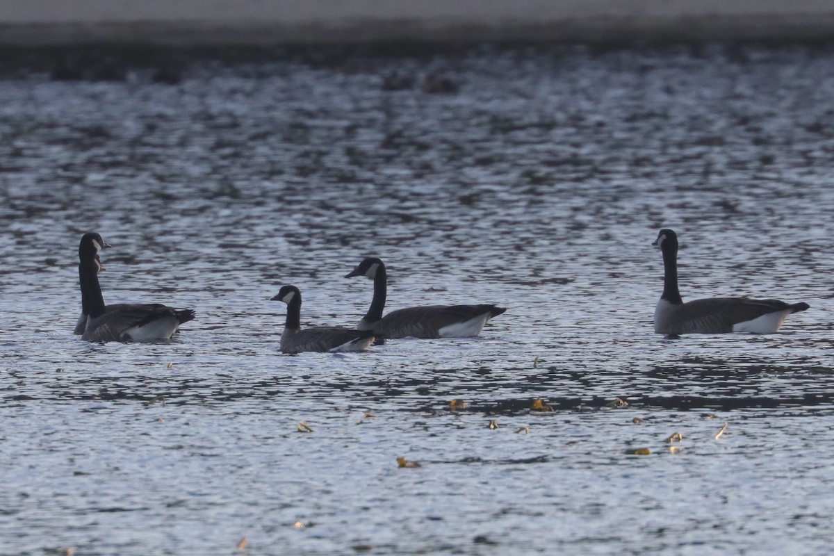 Cackling Goose (Richardson's) - ML646210614