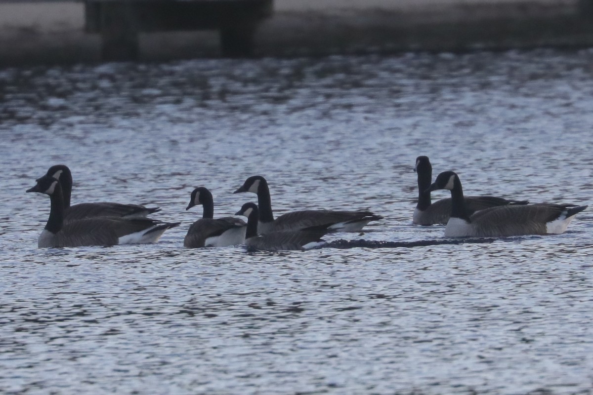 Cackling Goose (Richardson's) - ML646210615