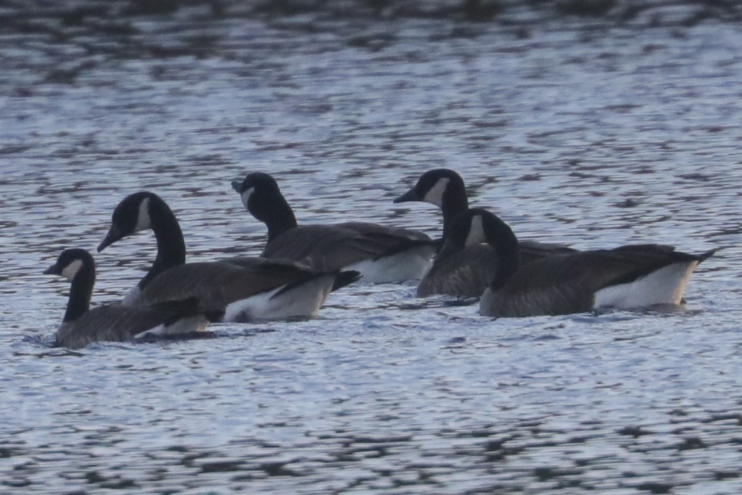 Cackling Goose (Richardson's) - ML646210617
