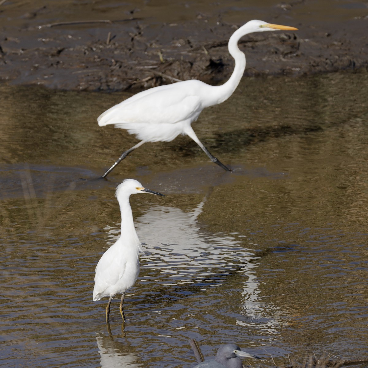 Snowy Egret - ML646210618