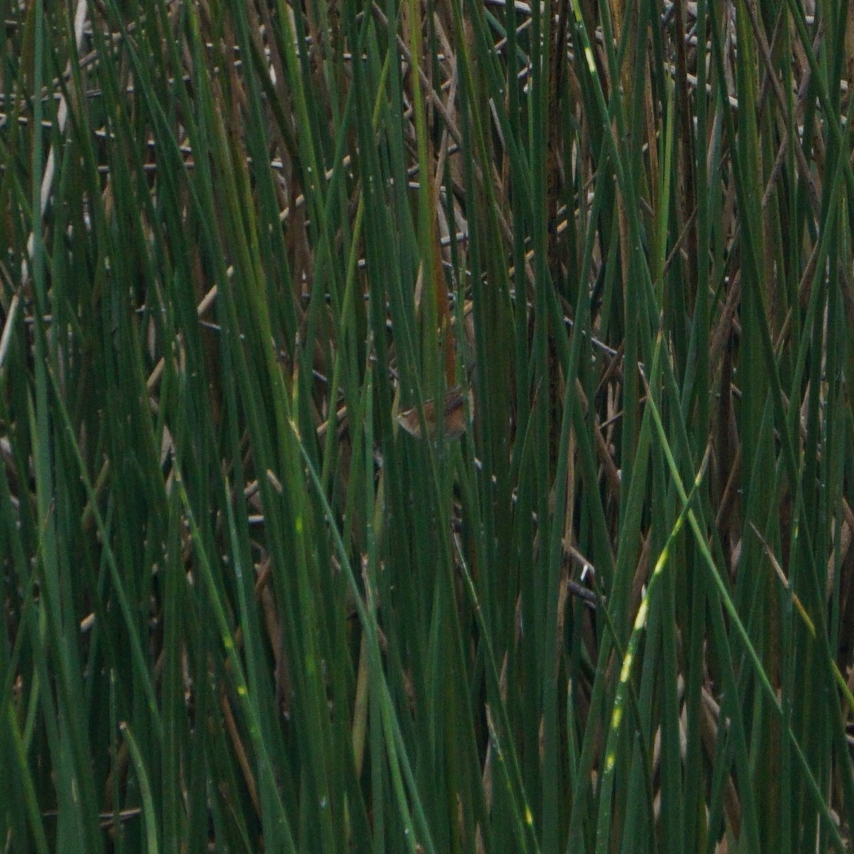 Marsh Wren - ML646210619