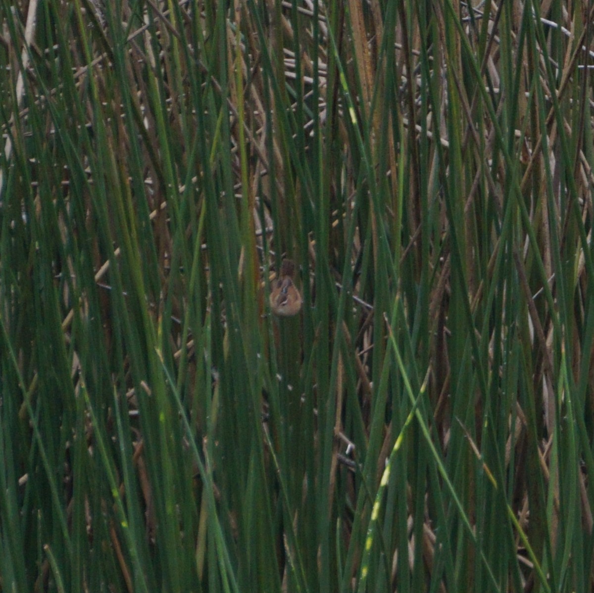 Marsh Wren - ML646210620