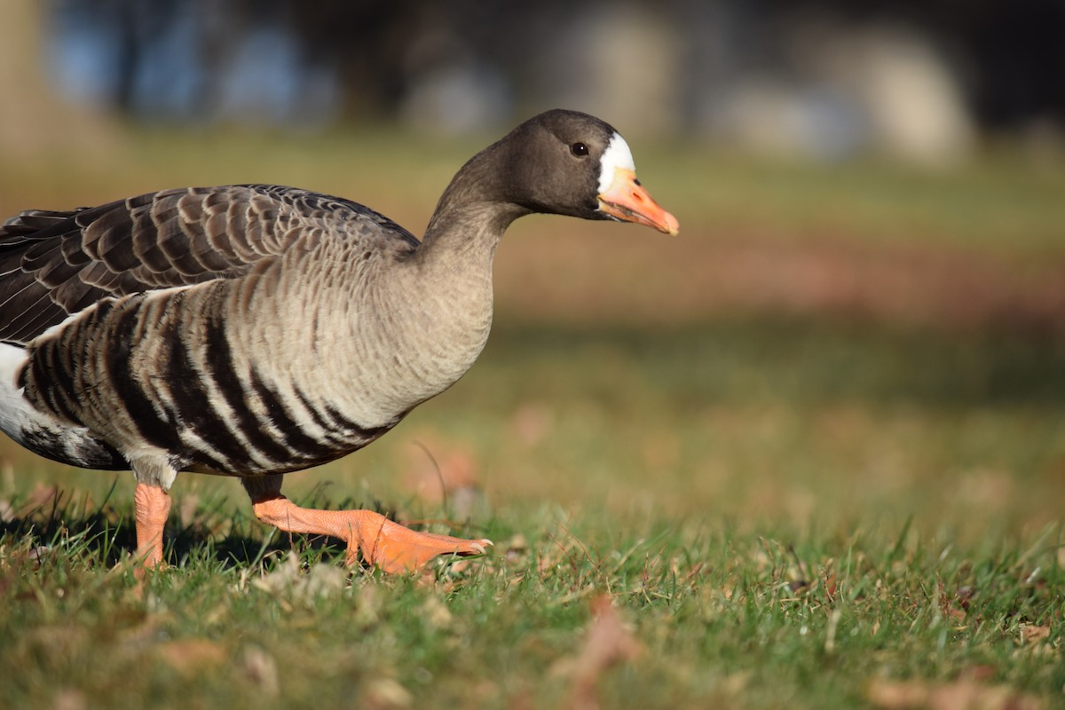 Greater White-fronted Goose - ML646210624
