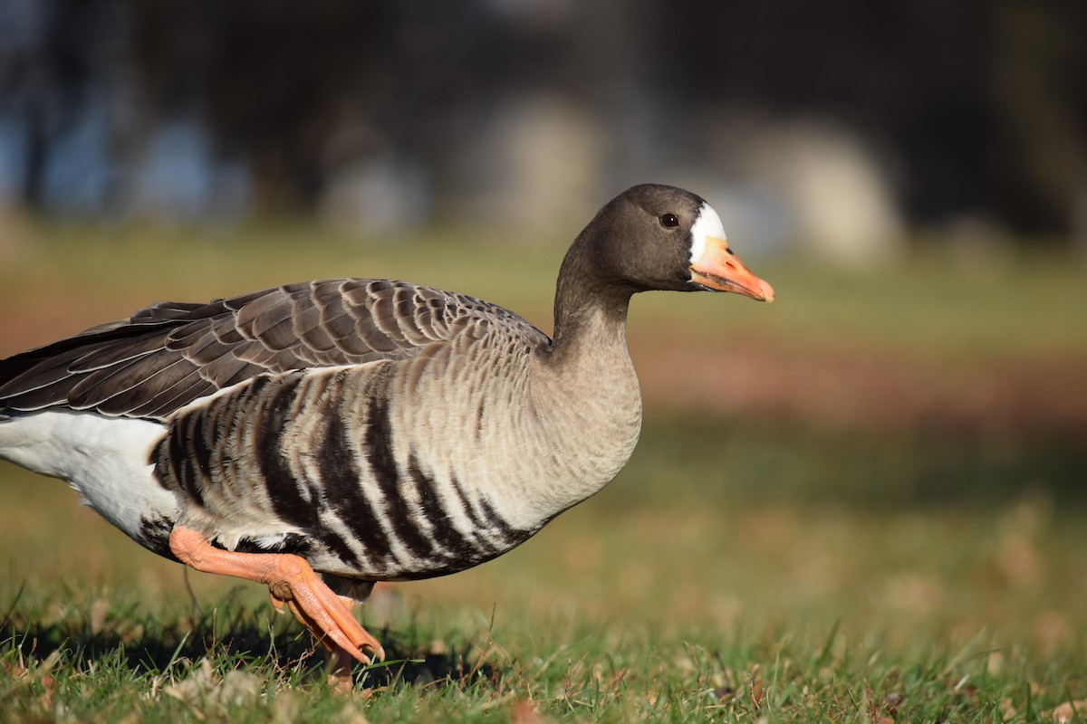 Greater White-fronted Goose - ML646210628