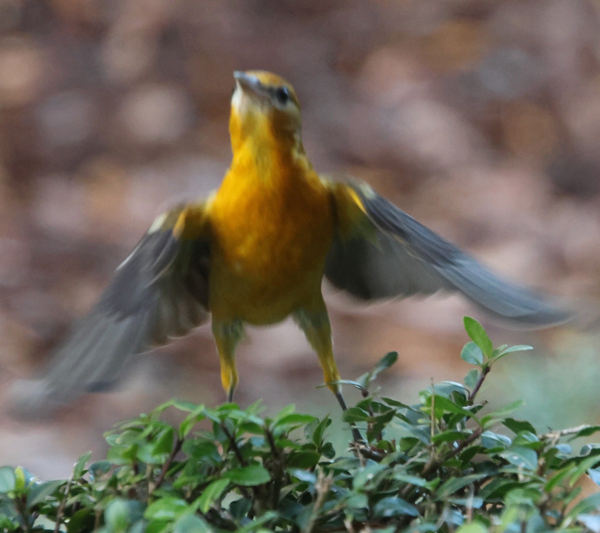 Балтиморский трупиал - ML646210634