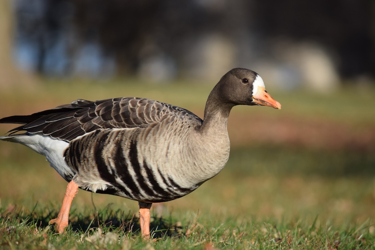 Greater White-fronted Goose - ML646210635