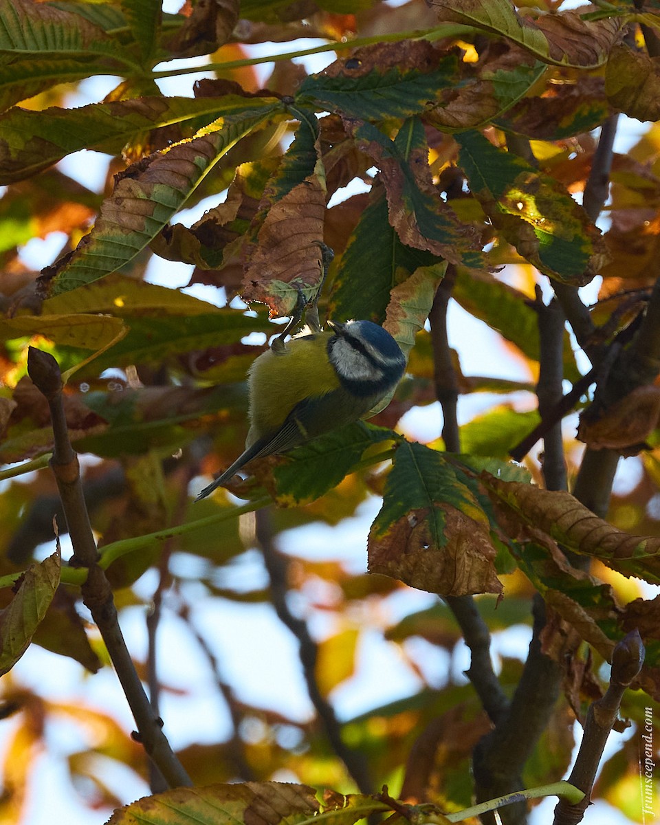 Eurasian Blue Tit - ML646210638