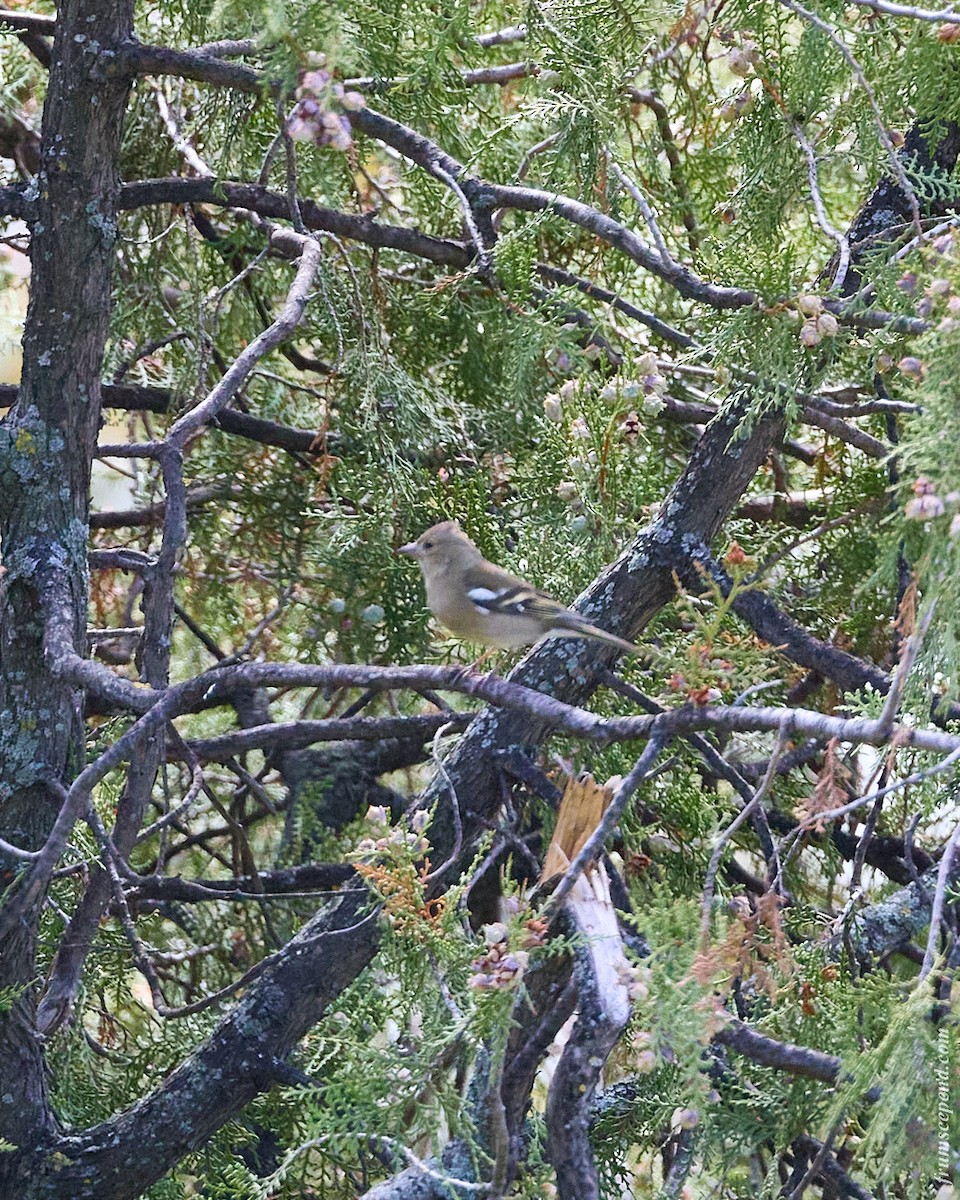 Common Chaffinch - ML646210652