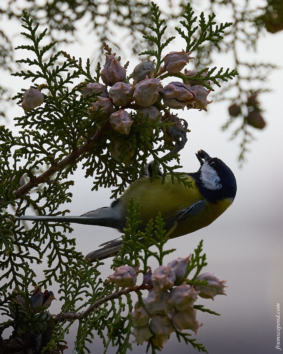 Great Tit - ML646210663