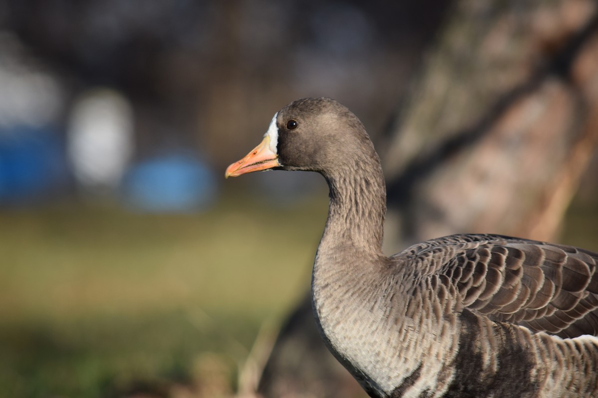 Greater White-fronted Goose - ML646210677