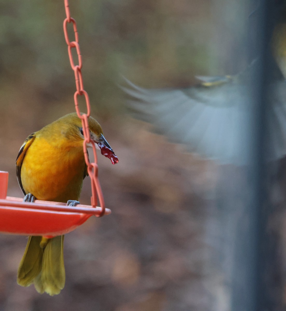 Балтиморский трупиал - ML646210680