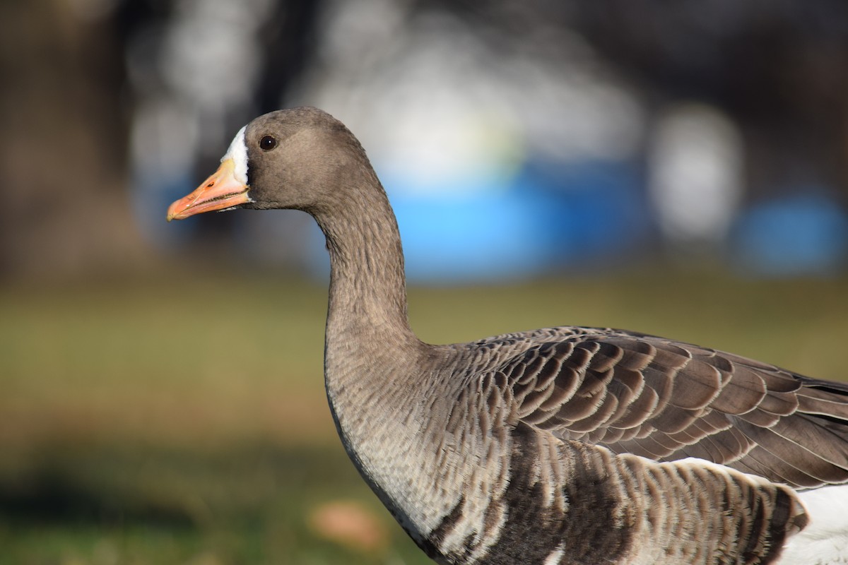 Greater White-fronted Goose - ML646210688