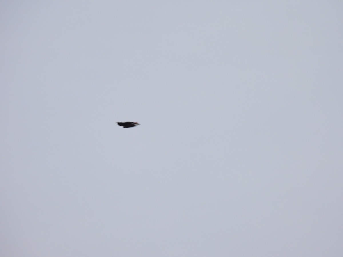 Pileated Woodpecker - ML646210693