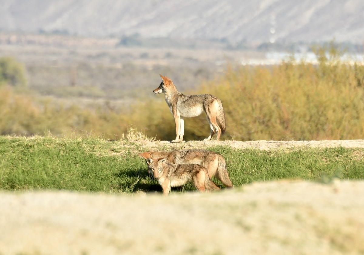 Coyote - ML646210694