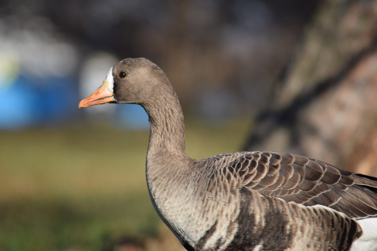 Greater White-fronted Goose - ML646210696