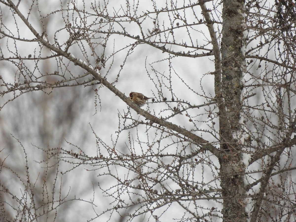 Redpoll - ML646210699