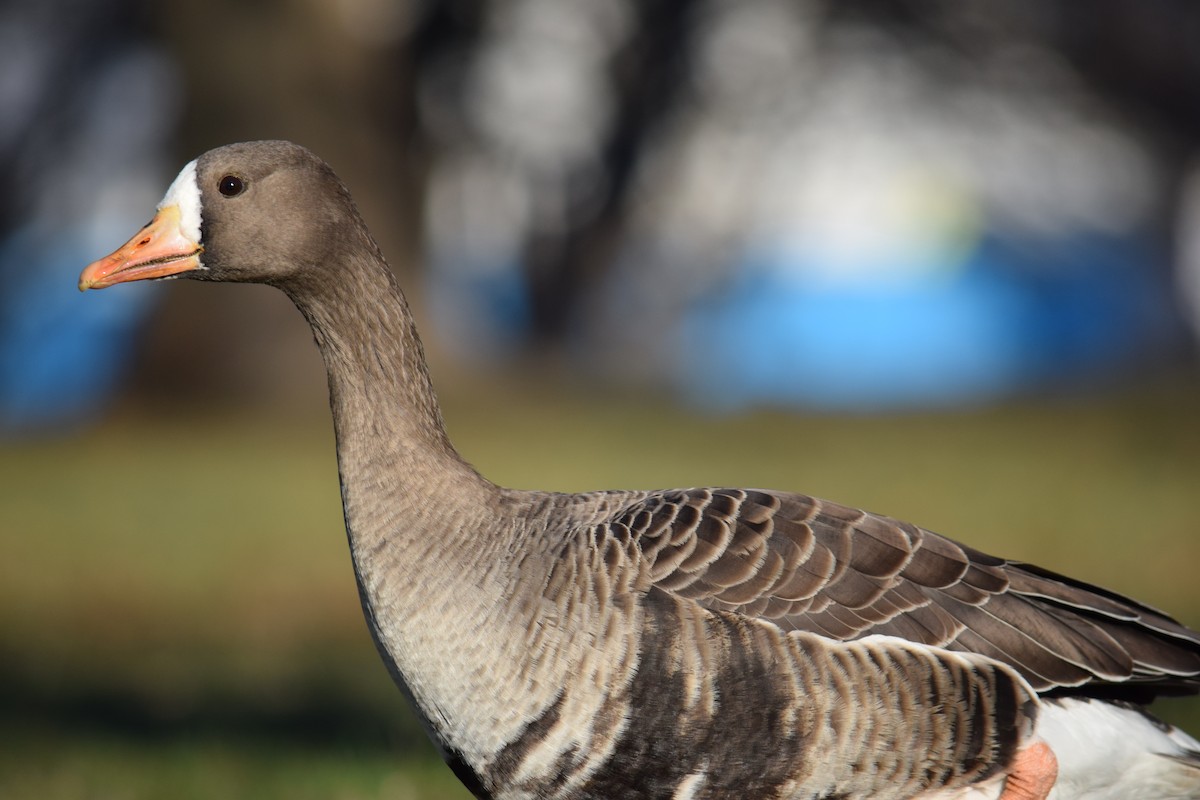 Greater White-fronted Goose - ML646210700