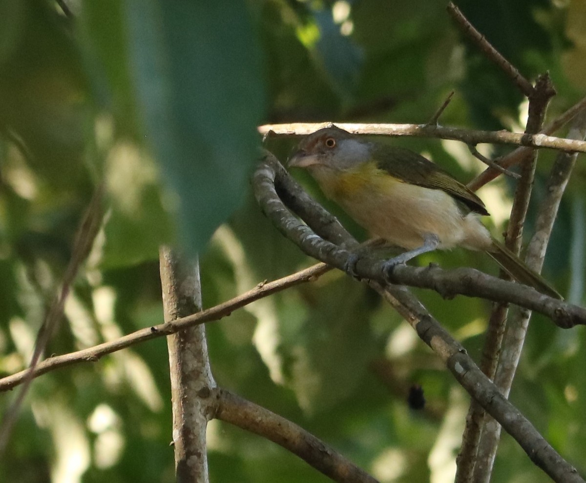 アカマユカラシモズ - ML646210703