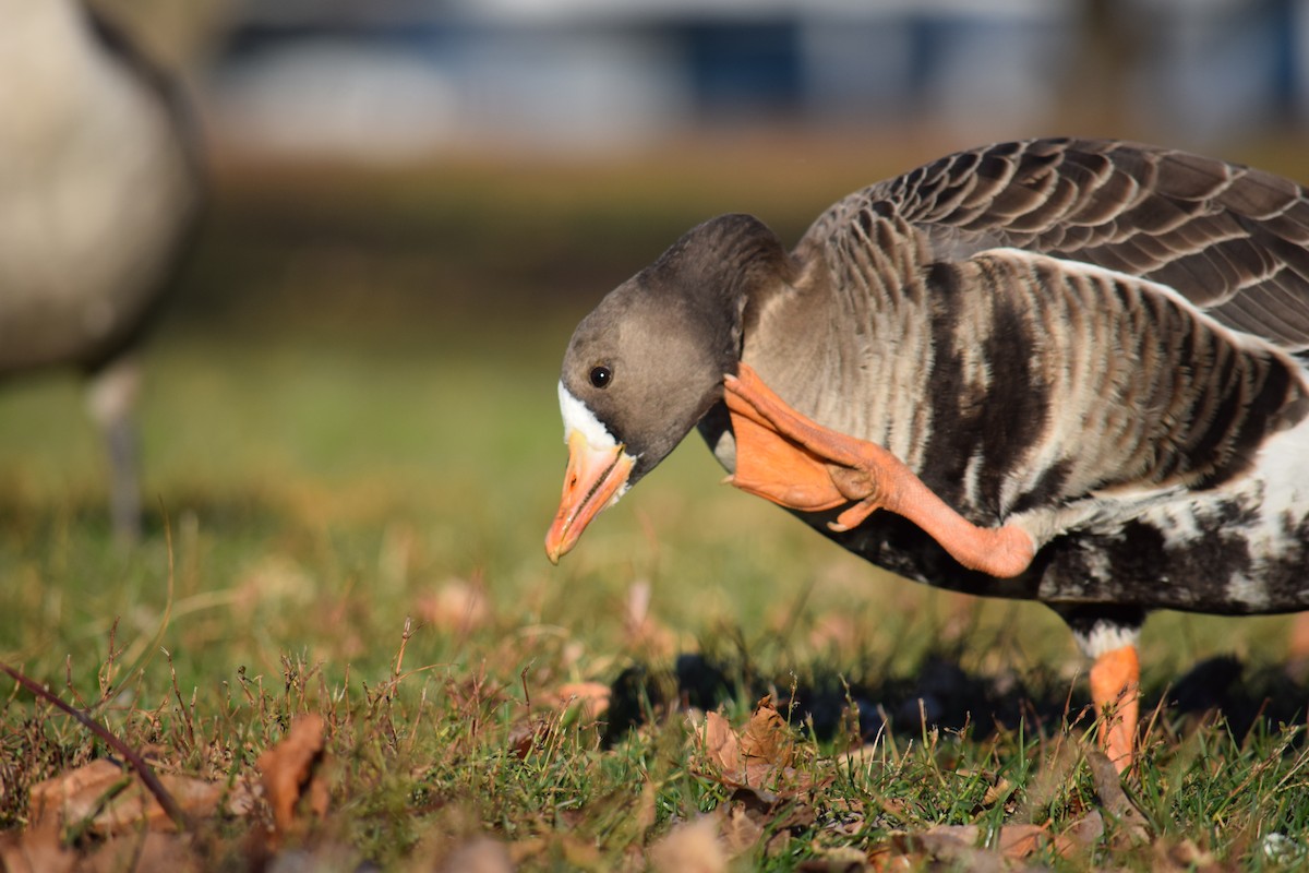 Greater White-fronted Goose - ML646210704