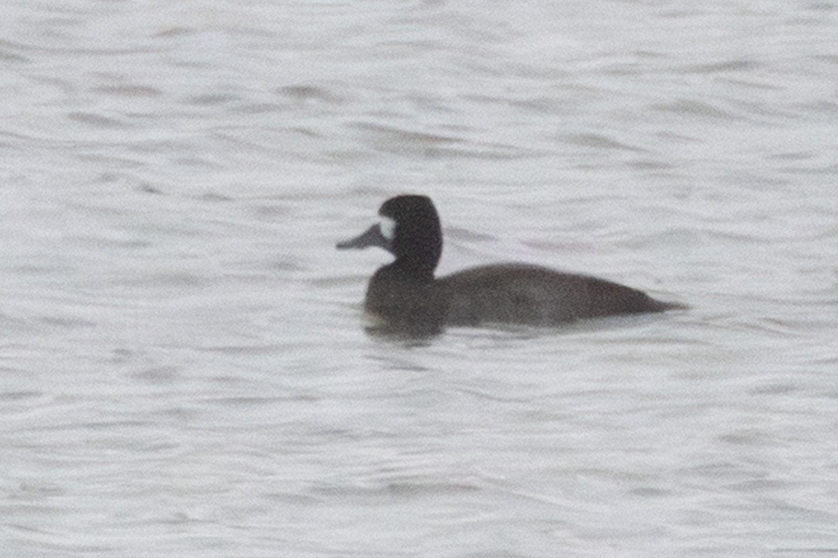 Greater/Lesser Scaup - ML646210705